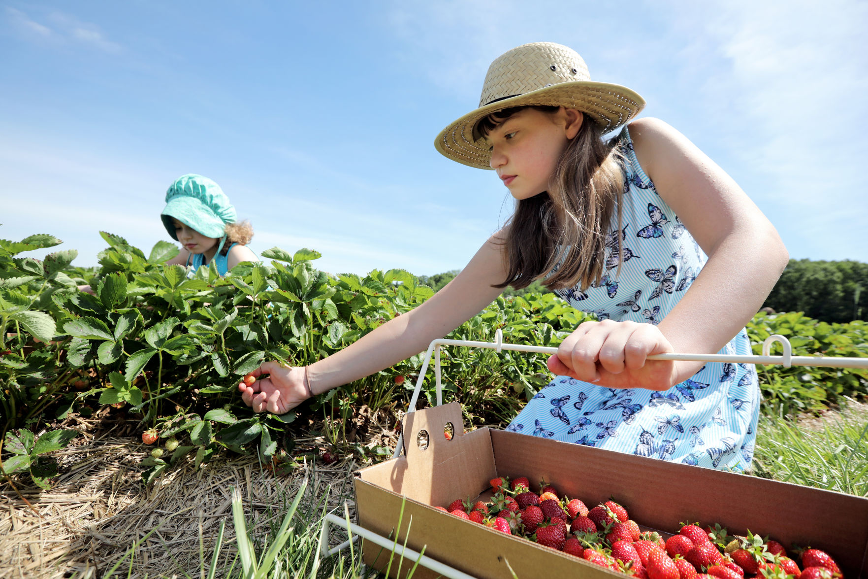 6/27/2019: Carandale Fruit Farm